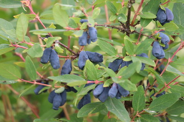 Branch of honeysuckle or honeyberry (Lonicera caerulea) with ripe blue fruits and leaves in summer...