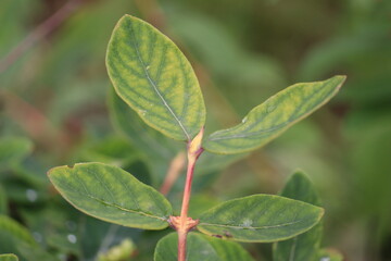 Interveinal chlorosis of honeysuckle or honeyberry (Lonicera caerulea) leaves caused by micronutrient deficiency