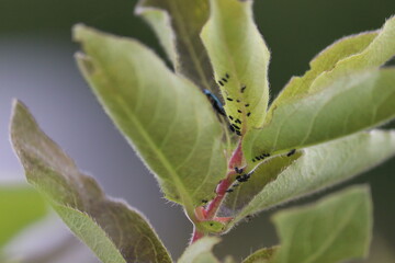 Black aphids on honeysuckle leaves in a summer garden