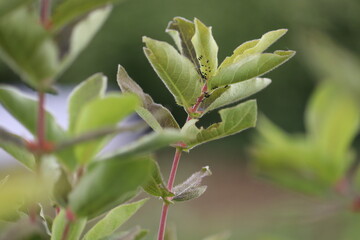Black aphids on honeysuckle leaves in a summer garden