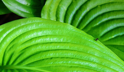 Large green leaves of hosta plant with small ant in summer.