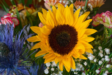 Tournesol