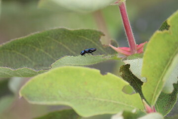 Blue jewel beetle (Agrilus cyanescens) on green leaf of honeysuckle or honeyberry (Lonicera caerulea). Pest of honeysuckle plant