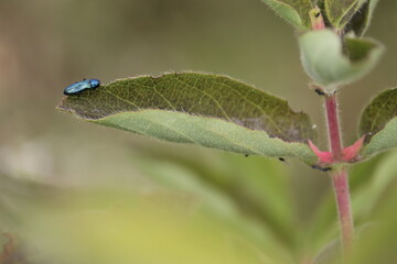 Blue jewel beetle (Agrilus cyanescens) on green leaf of honeysuckle or honeyberry (Lonicera caerulea). Pest of honeysuckle plant
