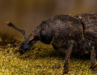 Pine Weevil