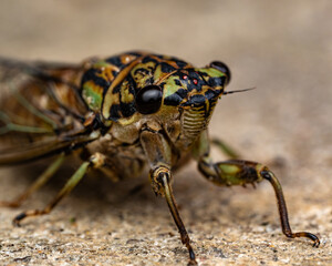 Cicada