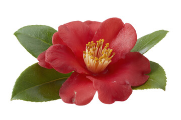 Red camellia flower with green leaves, vibrant red petals, and yellow stamens.