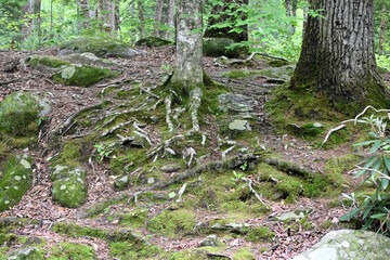Exposed Tree Roots