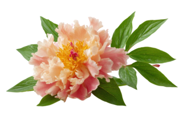 A captivating image of a fully blossomed peony flower, its soft petals displaying a range of delicate peach and pink hues with a radiant, golden center and lush green leaves surrounding it.