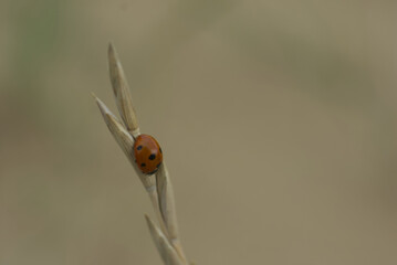 Nature Photography: Ladybug on Dry Plant Stem

