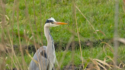 Portrait of a  Grey heron in a meadow in the zetlands of Bourgoyen nature reserve, Ghent, Flanders, Belgium - Ardea cinerea 