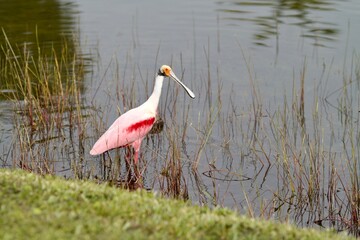 Roseate Spoonbill