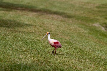 Roseate Spoonbill