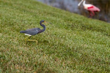 Tricolored Heron