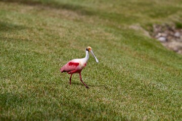 Roseate Spoonbill