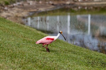 Roseate Spoonbill
