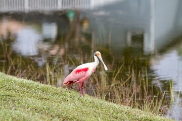Roseate Spoonbill