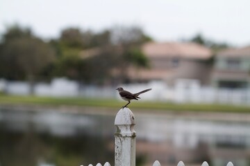 bird on a fence