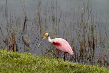 Roseate Spoonbill