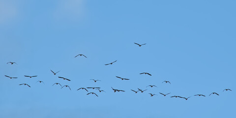 Flock of Canada geese flying on a blue sky - Branta canadensis 