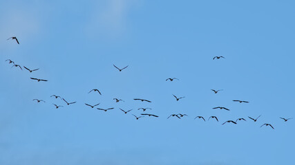 Formation of Canada geese flying on a blue sky - Branta canadensis 