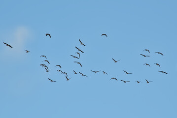 Formation of Canada geese flying on a blue sky - Branta canadensis 