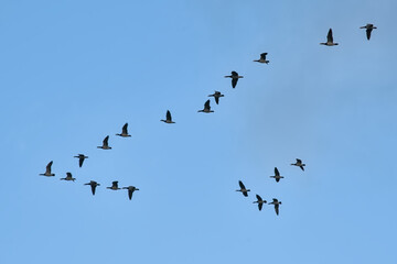 Formation of Canada geese flying on a blue sky - Branta canadensis 