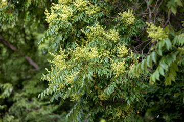 Ailanthus altissima flowering tree in the park
