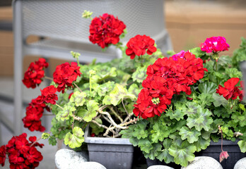 Nice Pelargonium flowers growing in garden