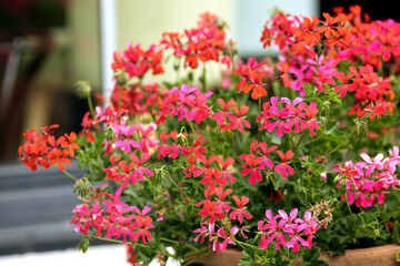 Nice Pelargonium flowers growing in garden