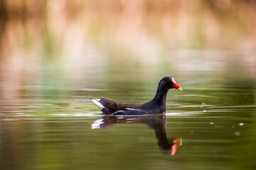 Common moorhen (Gallinula chloropus, waterhen or swamp chicken) swimming in the pond.