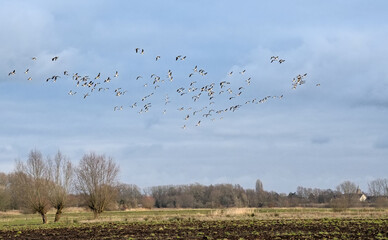  of Canada geese flying over a winter marsh landscape with bare willow trees in Bourgoyen nature reserve, Ghent, Flanders, Belgium 