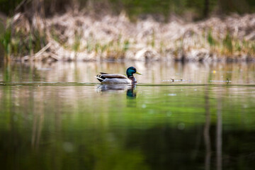 Male Mallard or wild duck paddling in pond.