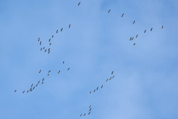 Large group of Canada geese flying, low angle view - Branta canadensis 