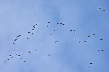 Large group of Canada geese flying, low angle view - Branta canadensis 