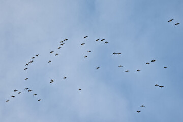 Large group of Canada geese flying, low angle view - Branta canadensis 