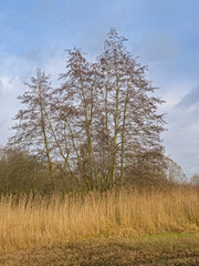 sunny field with reed and alder trees in the wetlands of Bourgoyen nature reserve, Ghent, Flanders, Belgium 