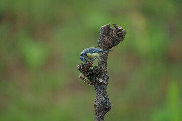 Blaumeise