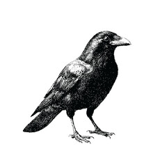 Crow Pixel art. The pixels are scattered, dissolve. Vector monochrome style. Abstract random squares, background. Template. Monochrome style.