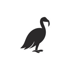 black swan isolated on white background