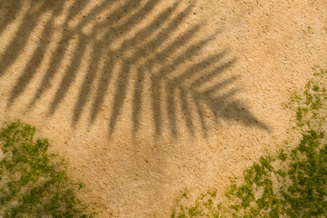 Natural shadow of a palm frond cast over a sandy textured surface with green moss accents and tropical ambiance..