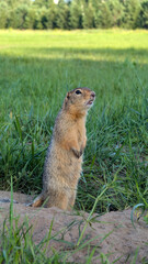 Curious ground squirrel standing guard and watching surroundings in the park