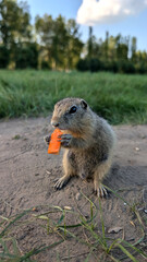 Cute ground squirrel eating carrot outdoors
