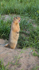 Curious ground squirrel standing guard and watching surroundings on Tatyshev Island, Krasnoyarsk, Russia