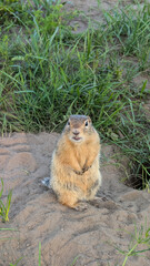 Curious ground squirrel standing guard and watching surroundings in the park