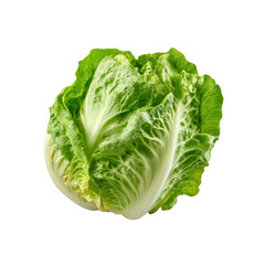 Fresh Organic Romaine Lettuce Head Isolated on Black Background