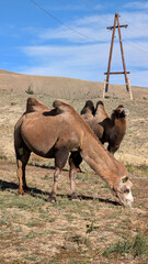 Two-humped camels grazing near the Chuysky Trakt highway in Kosh-Agach region on the way to Tashanta, Altai Mountains, Russia