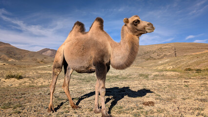 Two-humped camel grazing near the Chuysky Trakt highway in Kosh-Agach region on the way to Tashanta, Altai Mountains, Russia