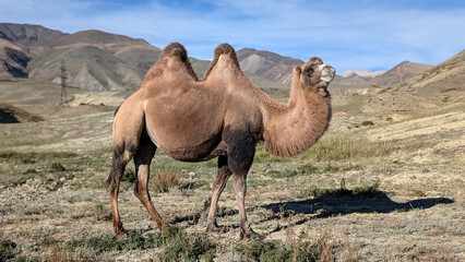 Two-humped camel grazing near the Chuysky Trakt highway in Kosh-Agach region on the way to Tashanta, Altai Mountains, Russia