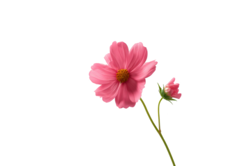 A delicate cosmos flower in full bloom, its soft pink petals radiating beauty, accompanied by a closed bud, representing the stages of life, showcasing elegance and serenity.